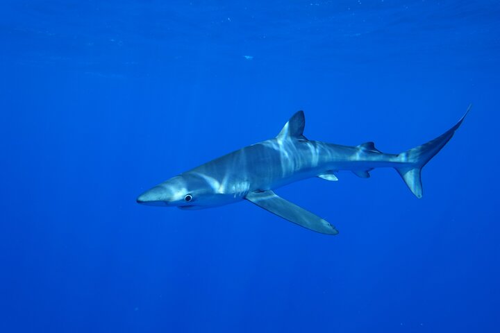 Guided Swimming Experience with Sharks in Portugal