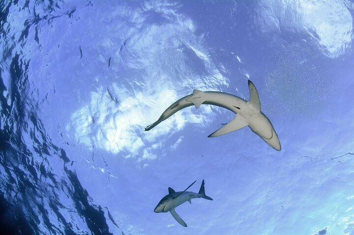Guided Swimming Experience with Sharks in Portugal