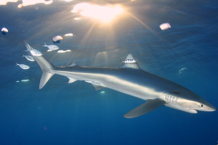 Guided Swimming Experience with Sharks in Portugal
