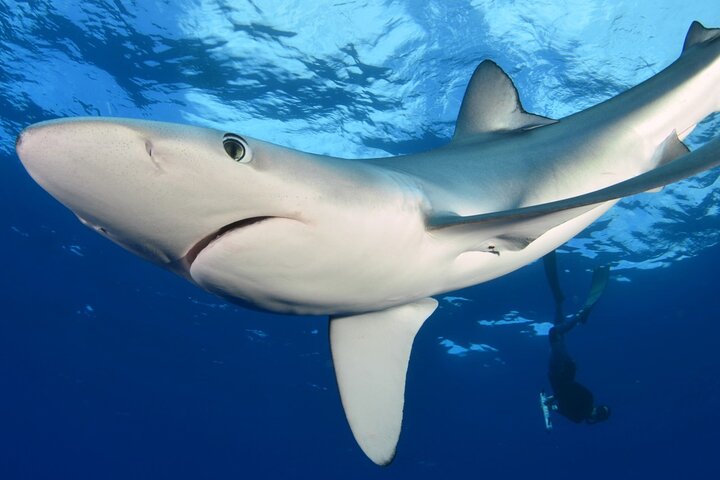 Guided Swimming Experience with Sharks in Portugal