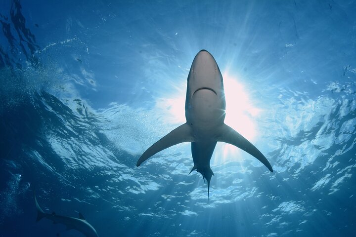 Guided Swimming Experience with Sharks in Portugal