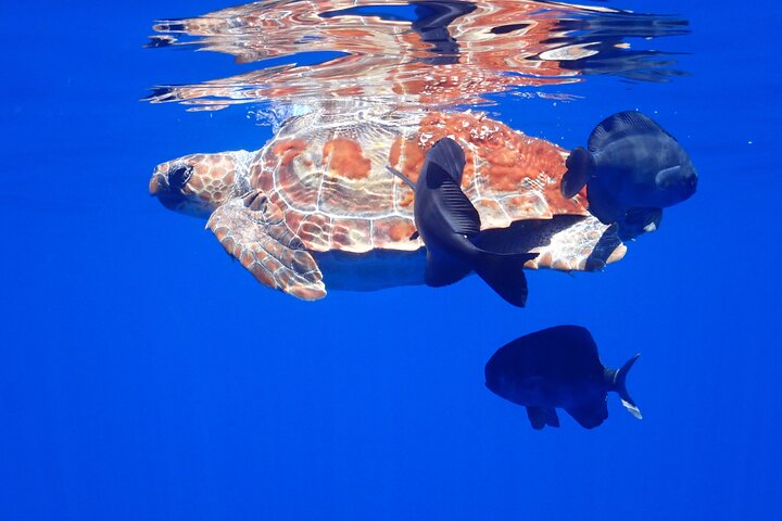 Private Seafari Boat Trip : Full Day