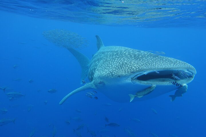 Private Seafari Boat Trip : Full Day