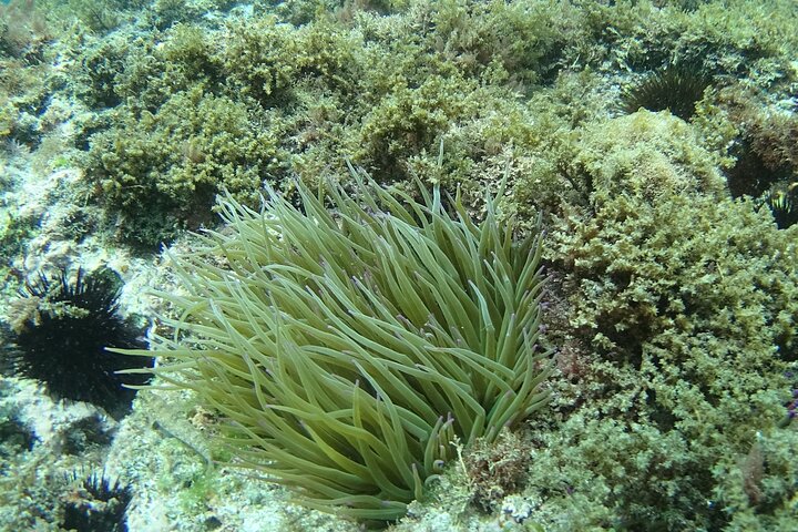 Kayak & Snorkel Tour in Cerro Gordo Natural Park, La Herradura