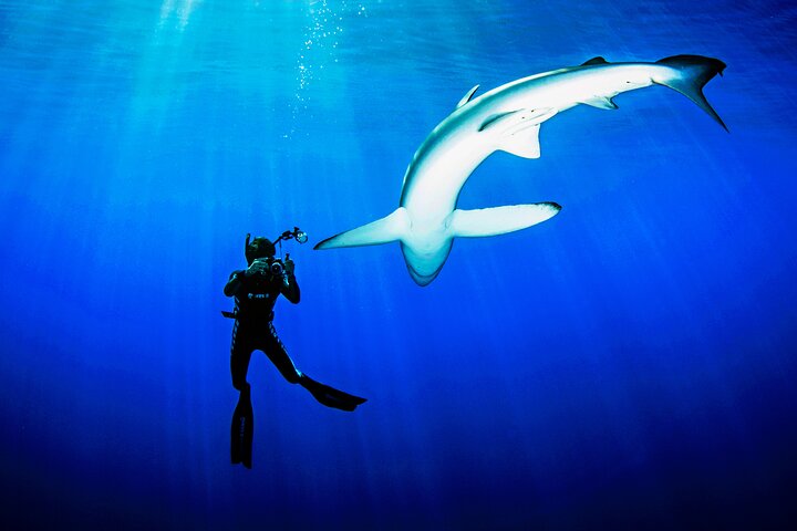 Guided Swimming Experience with Sharks in Portugal