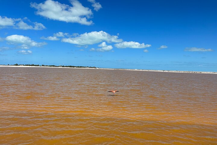 Admission Ticket to Safari in the Pink Lagoons of Las Coloradas