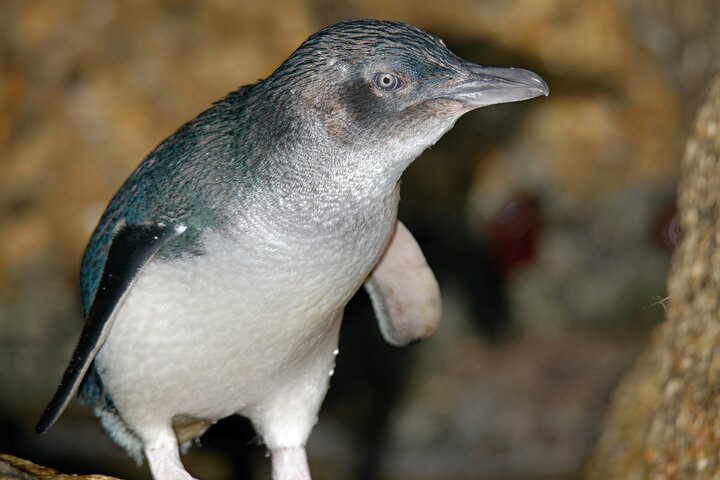 Puffing Billy And Phillip Island Penguin Parade Bus Tour