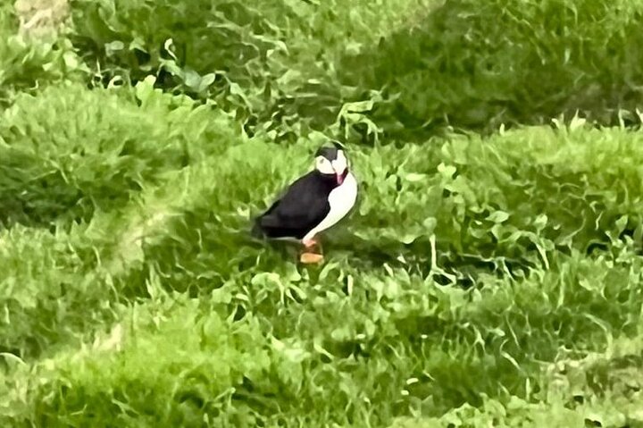 PRIVATE 2-Hours Tour - Westman Islands with a local in a BMW X5
