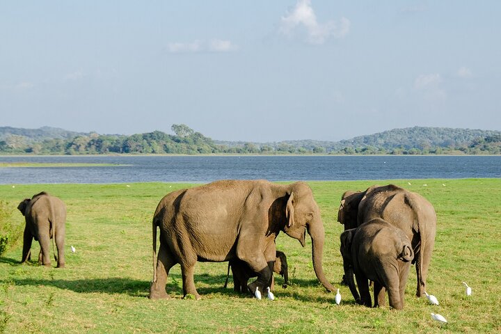 Private Jeep Safari at Minneriya National Park to Visit Elephants