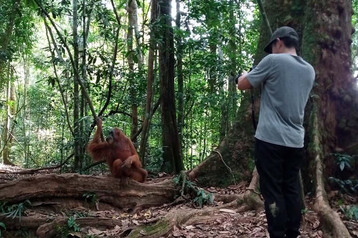 Medan - Bukit Lawang Fullday Tour
