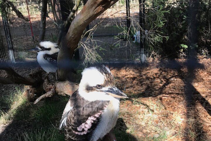 Ozzie wild life , kangaroos, koalas, dingo, devils , emu, crocs