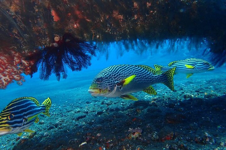 4-Hour Tulamben Private Diving USAT Liberty Ship Wreck and Coral