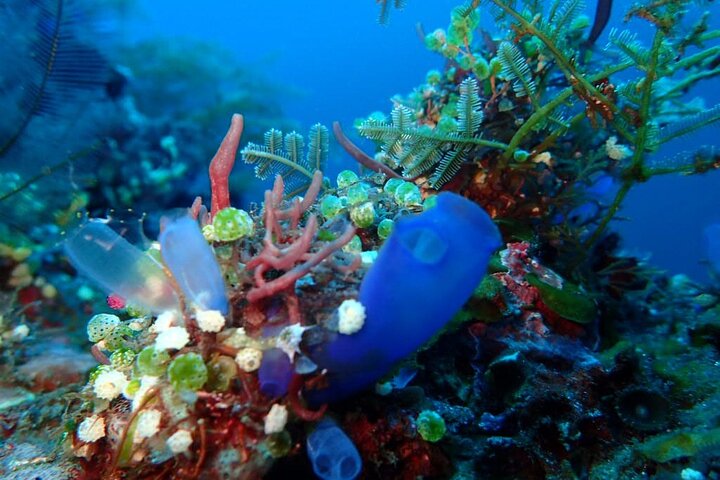 4-Hour Tulamben Private Diving USAT Liberty Ship Wreck and Coral