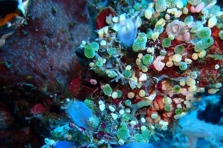 4-Hour Tulamben Private Diving USAT Liberty Ship Wreck and Coral