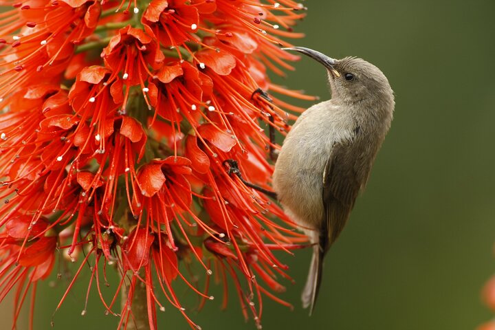 Hermanus & Overberg Birding