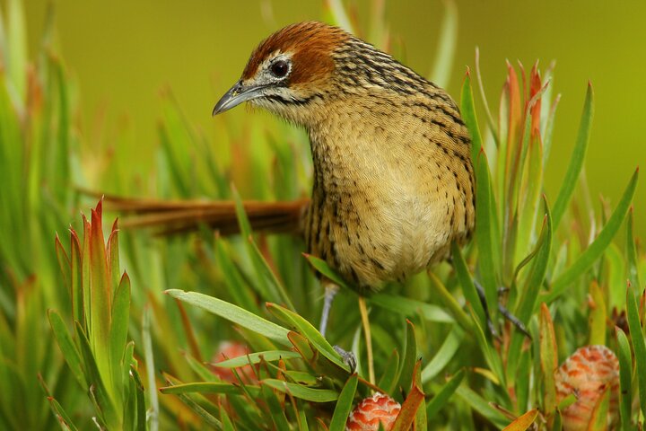 Hermanus & Overberg Birding