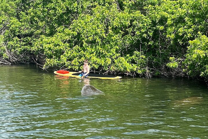 Dolphin and Manatee Adventure Tour of Merritt Island