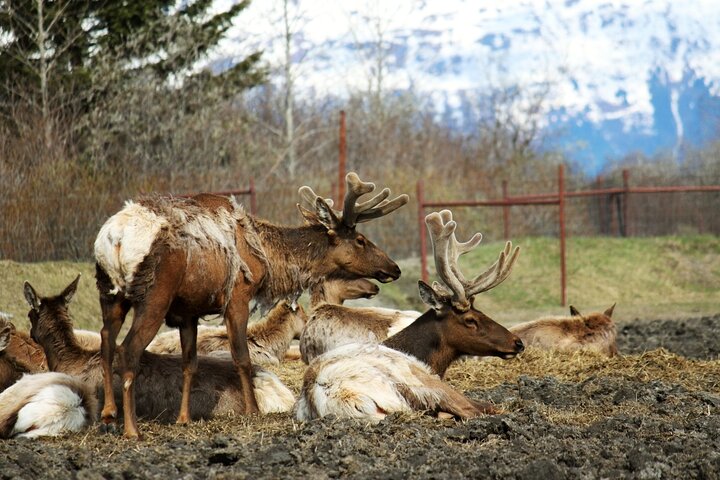 Whittier to Anchorage Cruise Transfer & Wildlife Tour