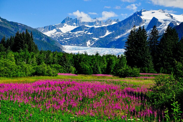 Whittier to Anchorage Cruise Transfer & Wildlife Tour