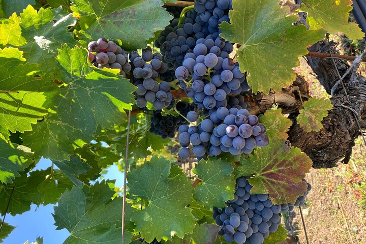 Best Private Wine Tour of Napa and Sonoma: Up to 8 People
