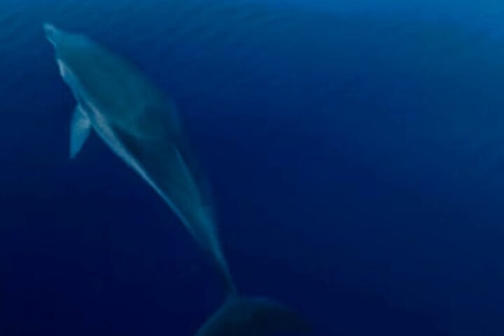 Exclusive tour of Stromboli island, Boat tour with Pasqualo