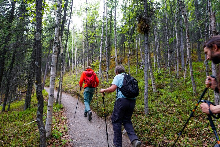 Denali Park Nature Walk (3 Hours) w/Expert Naturalist