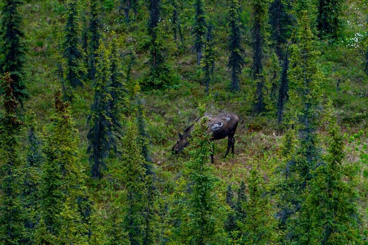 Denali Park Nature Walk (3 Hours) w/Expert Naturalist
