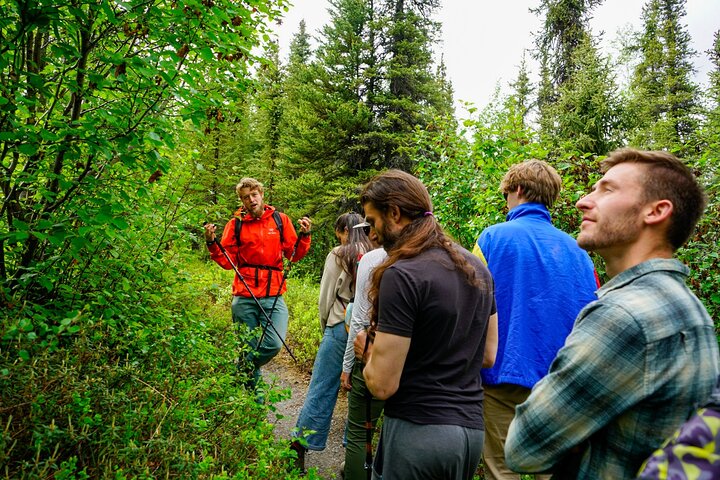 Denali Park Nature Walk (3 Hours) w/Expert Naturalist