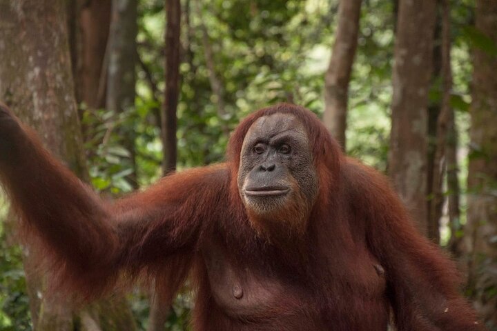 Bukit lawang 2 Day 1 Night with camping