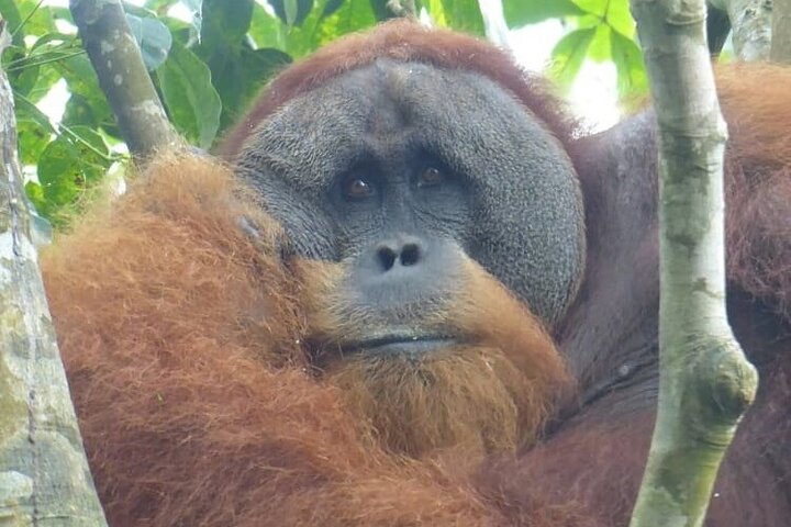 Bukit lawang 2 Day 1 Night with camping