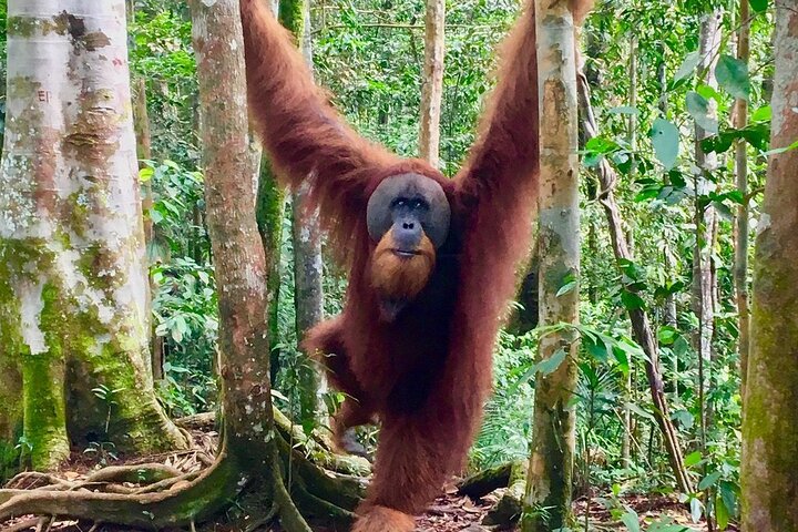 Bukit lawang 2 Day 1 Night with camping