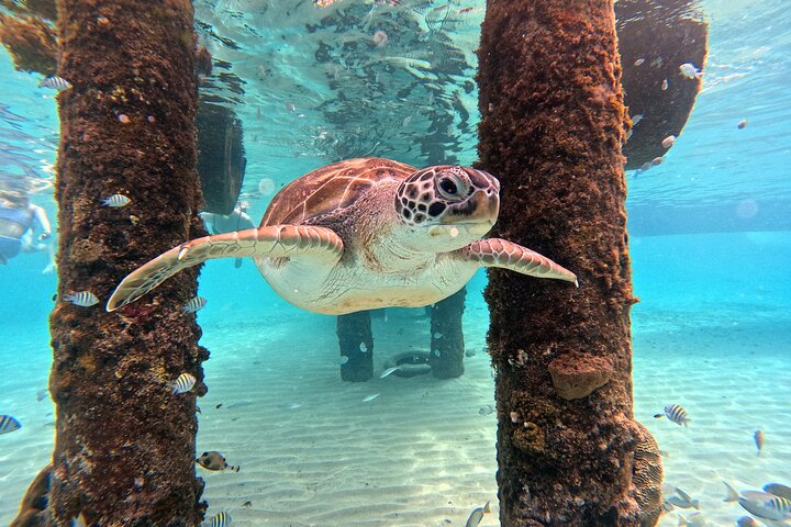 Unforgettable Sea Turtle Swim & Grote Knip Beach Escape