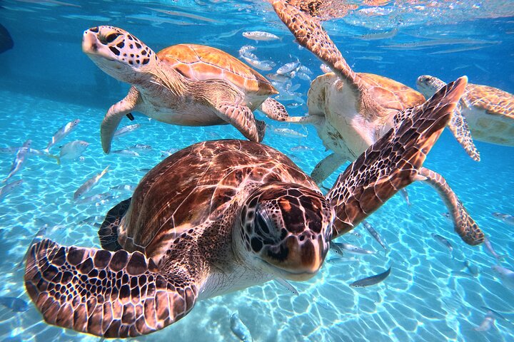 Unforgettable Sea Turtle Swim & Grote Knip Beach Escape