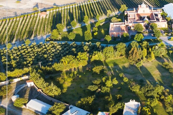 Vineyard, tour, tasting and fun in San Miguel de Allende