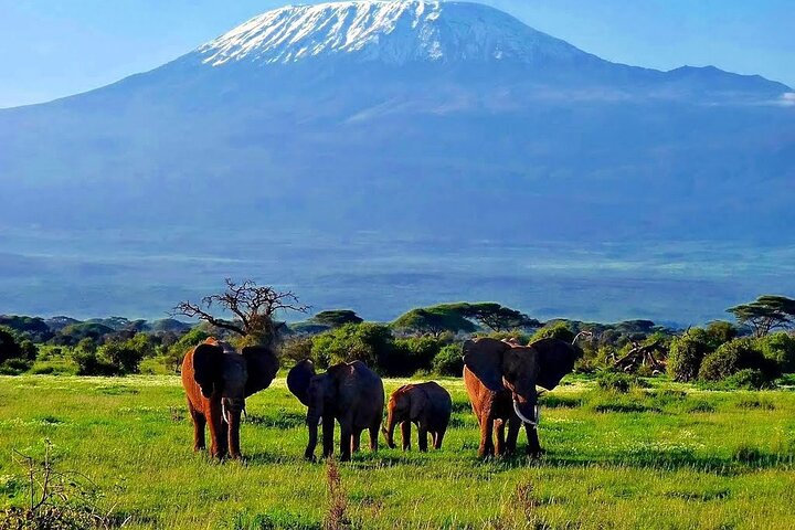 3 Days Amboseli by Flight from Mombasa / Diani (min 2 persons)