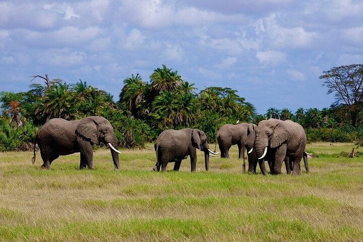 3 Days Amboseli by Flight from Mombasa / Diani (min 2 persons)