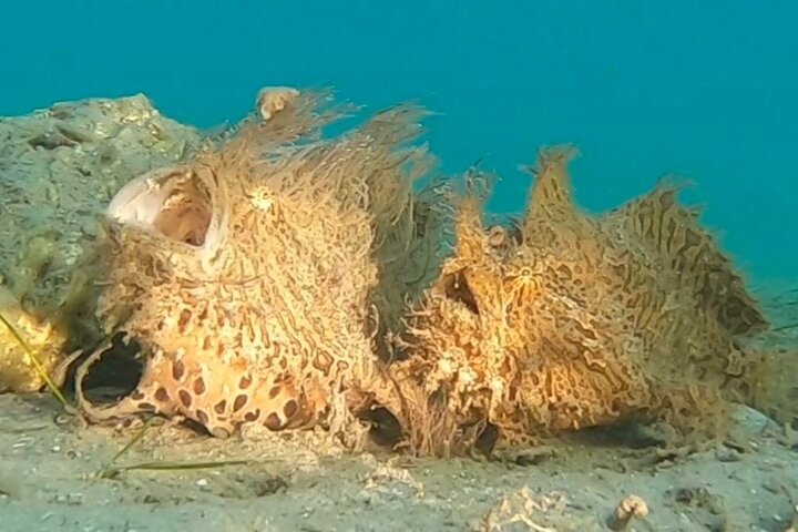 Guided Snorkel Tour Phil Foster Park (HIGH TIDE ONLY-FREE VIDEOS)