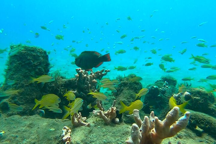 Guided Snorkel Tour Phil Foster Park (HIGH TIDE ONLY-FREE VIDEOS)