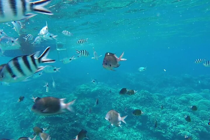 3 North Islands Catamaran Cruise with Lunch & Drinks on island.