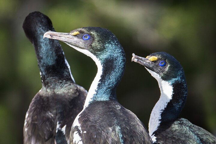 Motuara Wildlife Sanctuary Tour and Dolphin Cruise from Picton