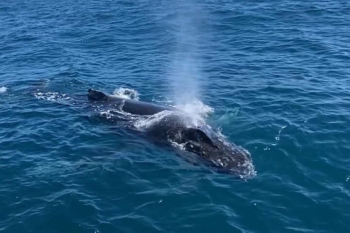 Kalbarri Whale Watching Tour