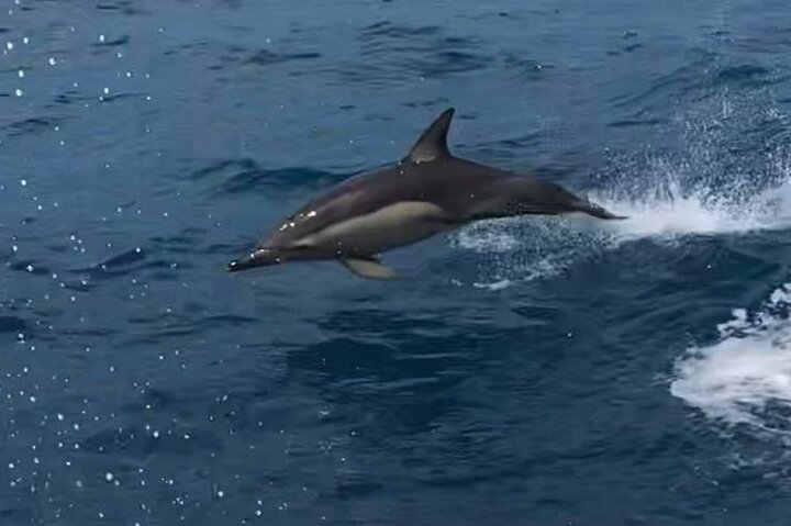 Kalbarri Whale Watching Tour