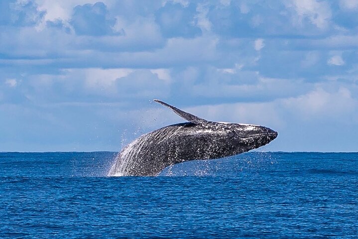 Kalbarri Whale Watching Tour