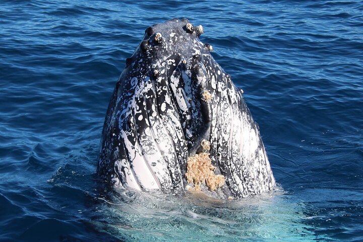 Kalbarri Whale Watching Tour