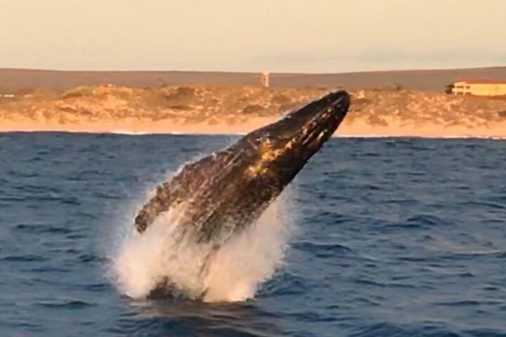 Kalbarri Whale Watching Tour
