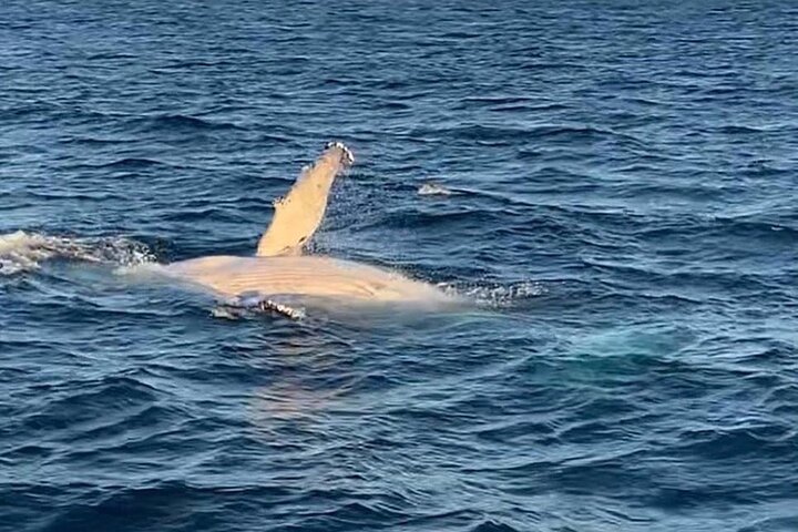 Kalbarri Whale Watching Tour