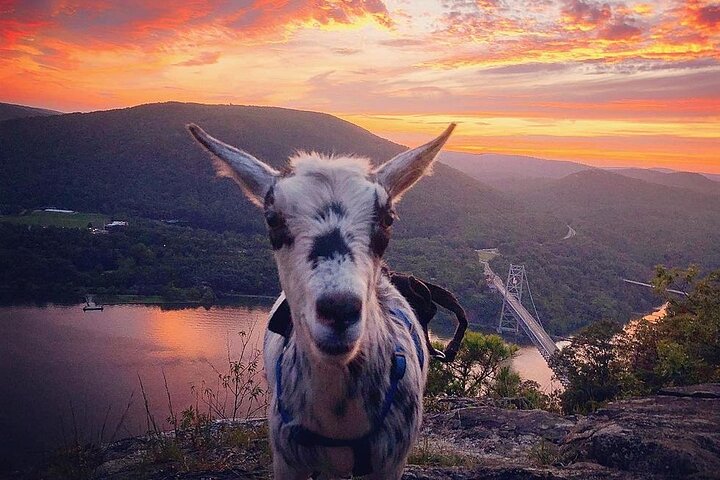 Goat Hiking, Beaver Dam Visit and picnic in Quebec forest