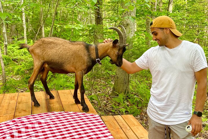 Goat Hiking, Beaver Dam Visit and picnic in Quebec forest