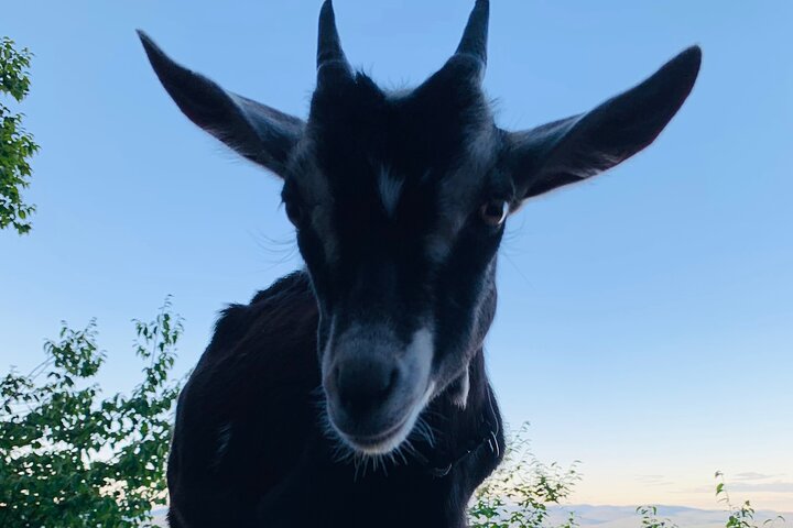 Goat Hiking, Beaver Dam Visit and picnic in Quebec forest