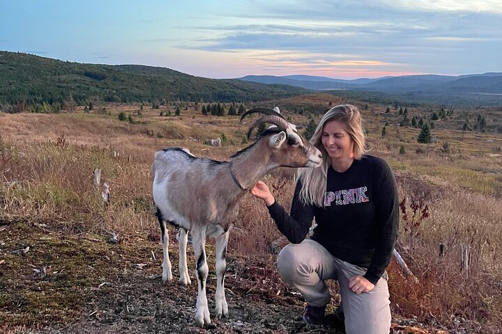 Goat Hiking, Beaver Dam Visit and picnic in Quebec forest
